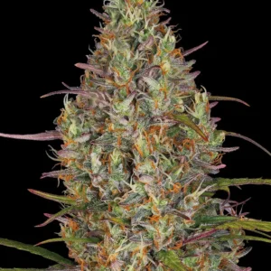 Barneys Farm Glue Gelato Auto
