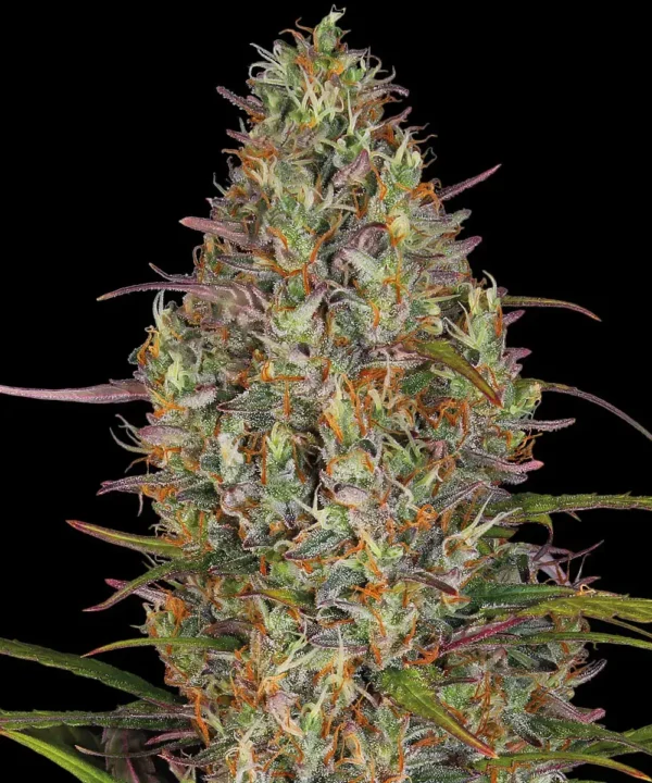 Barneys Farm Glue Gelato Auto