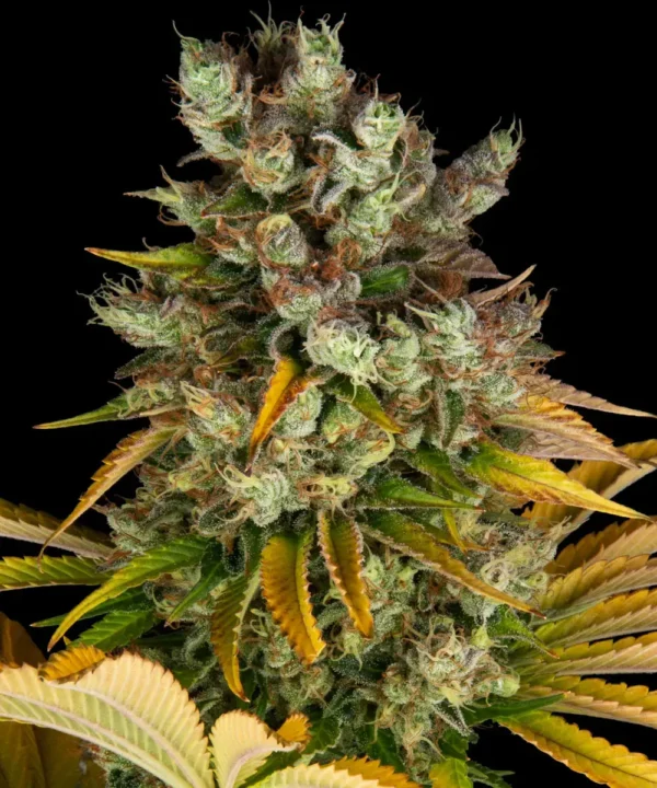 Barneys Farm Gmo
