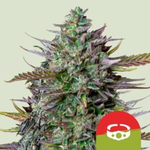 Royal Queen Seeds Goatlato AUTO Tyson