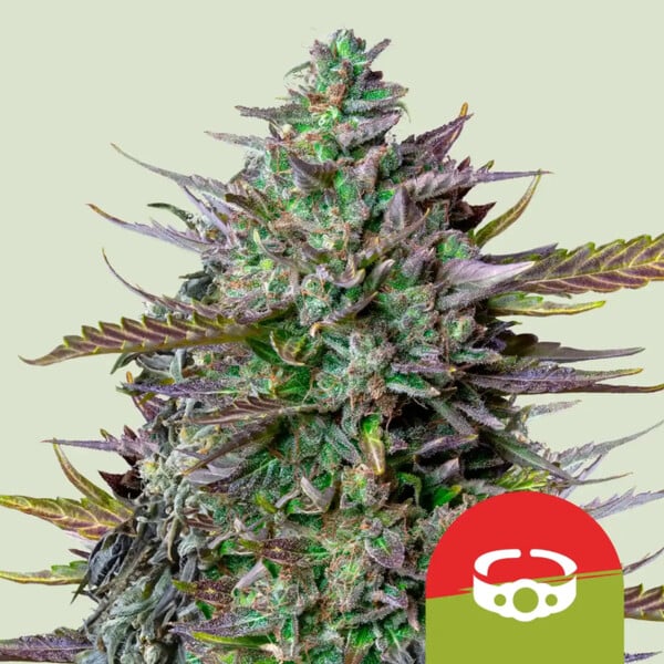 Royal Queen Seeds Goatlato AUTO Tyson