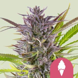 Royal Queen Seeds Green Gelato Usa Premium