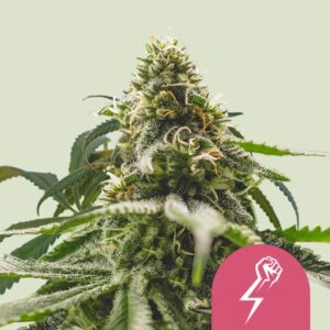 Royal Queen Seeds Green Crack Punch Usa Premium
