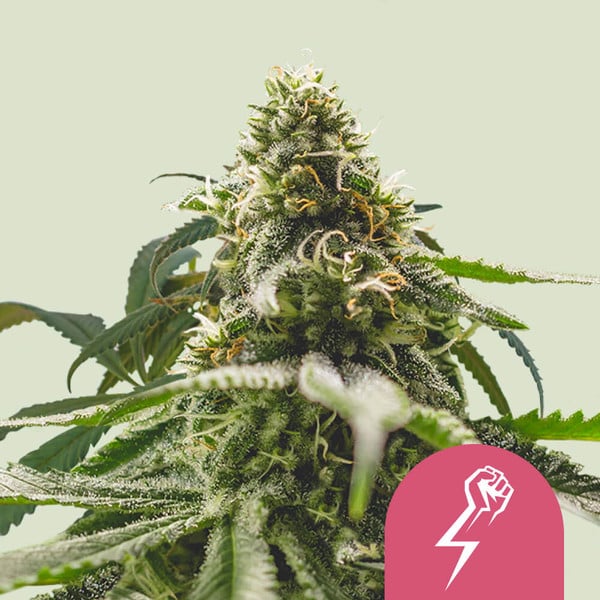 Royal Queen Seeds Green Crack Punch Usa Premium