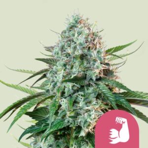 Royal Queen Seeds Hulkberry Usa Premium