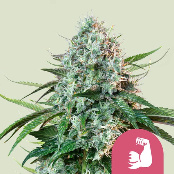 Royal Queen Seeds Hulkberry Usa Premium