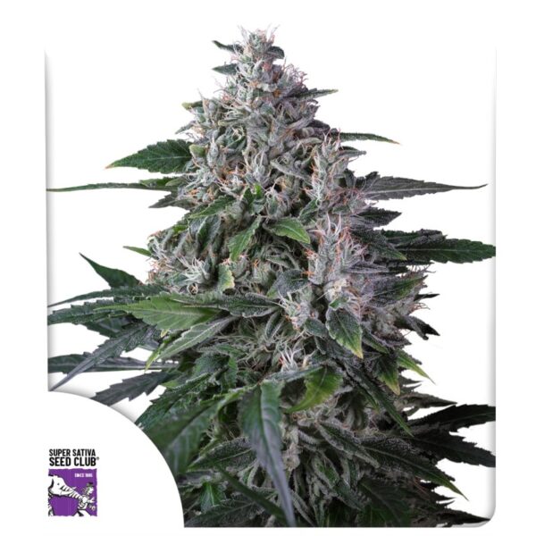 Super Sativa Seed Club Karels Haze