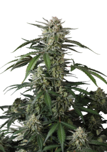 420 Fast Buds Banana Guava AUTO