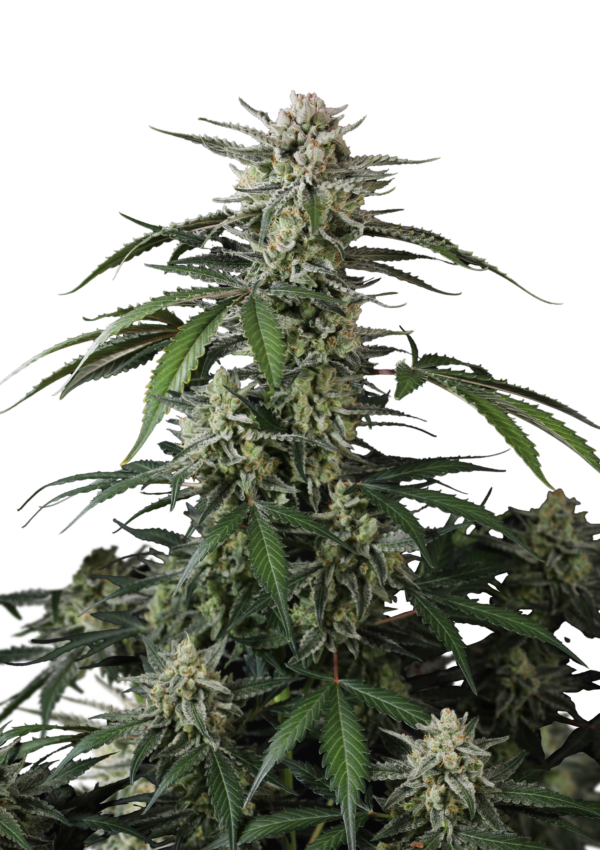 420 Fast Buds Banana Guava AUTO