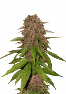 420 Fast Buds C4-Matic