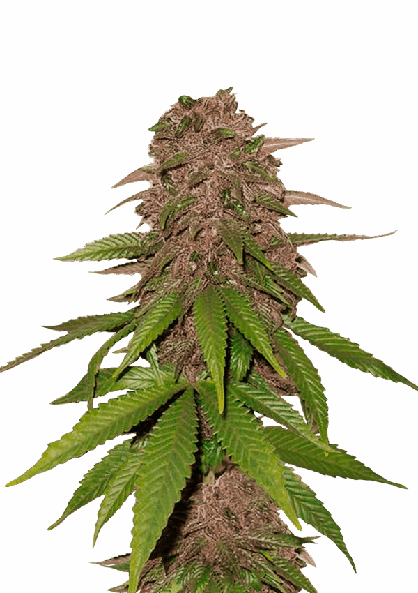 420 Fast Buds C4-Matic