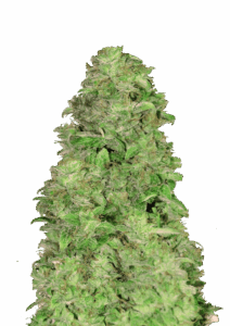 420 Fast Buds CBD AUTO 20:1