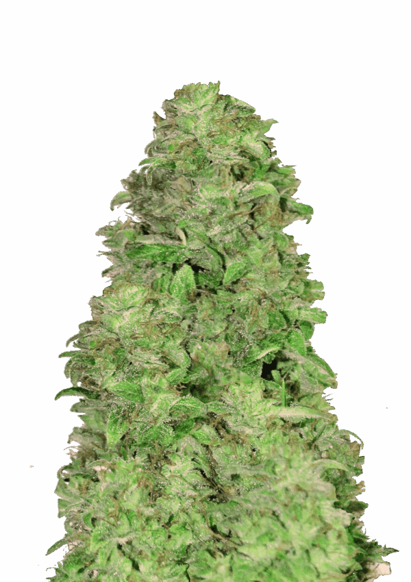 420 Fast Buds CBD AUTO 20:1