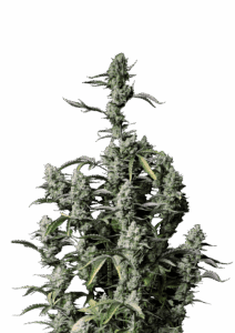 420 Fast Buds Gorilla Zkittlez AUTO