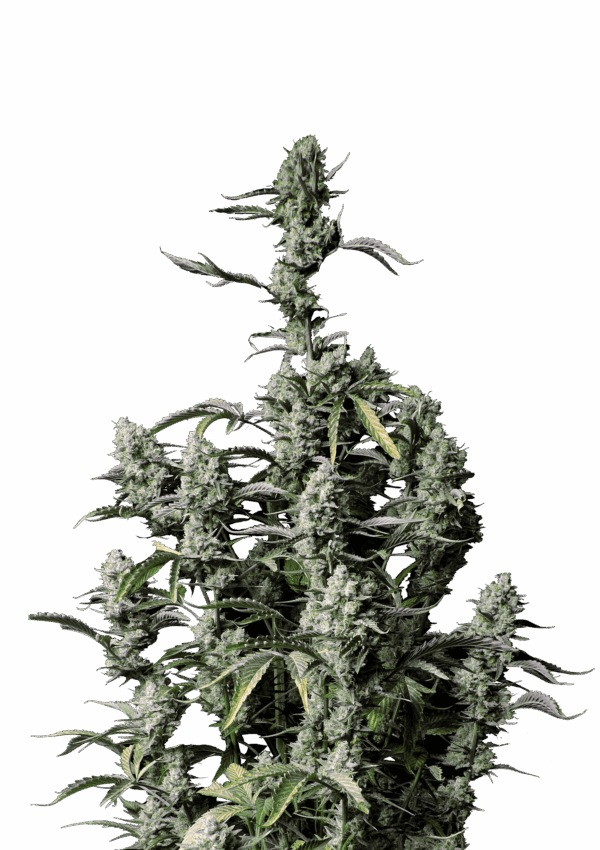 420 Fast Buds Gorilla Zkittlez AUTO