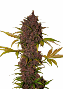 420 Fast Buds Lsd-25
