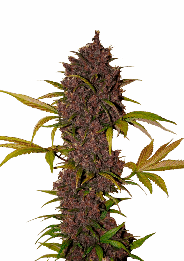 420 Fast Buds Lsd-25