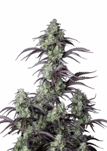 420 Fast Buds Mimosa Cake AUTO