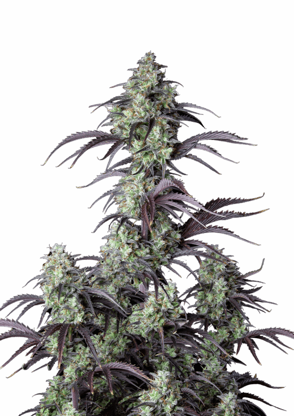 420 Fast Buds Mimosa Cake AUTO