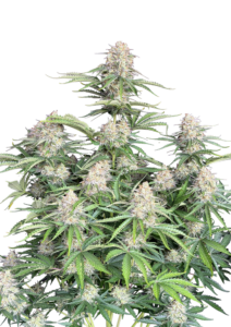 420 Fast Buds Moby Dick AUTO