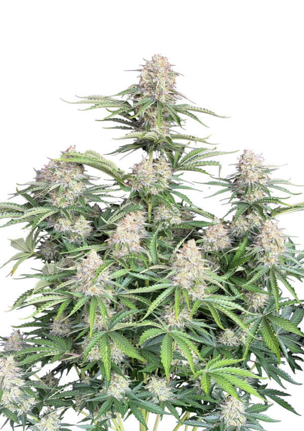 420 Fast Buds Moby Dick AUTO