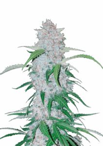 420 Fast Buds Six Shooter