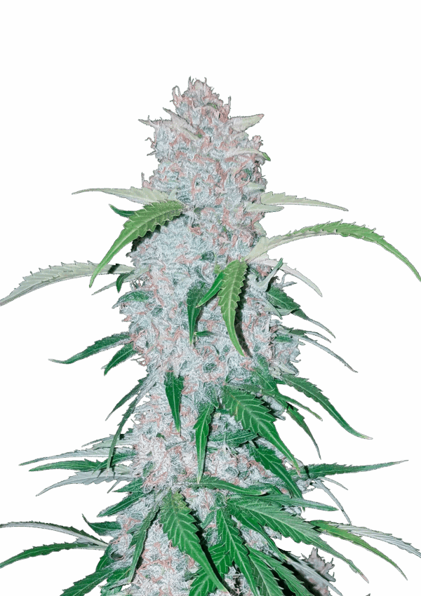420 Fast Buds Six Shooter