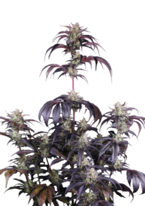 420 Fast Buds Strawberry Gorilla AUTO Rf3