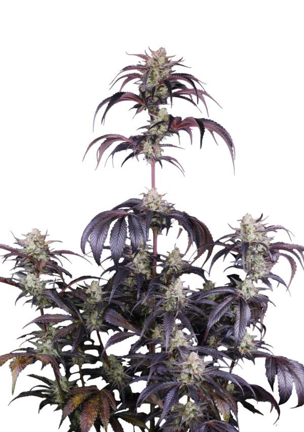 420 Fast Buds Strawberry Gorilla AUTO Rf3