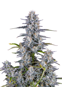 420 Fast Buds Super Boof AUTO