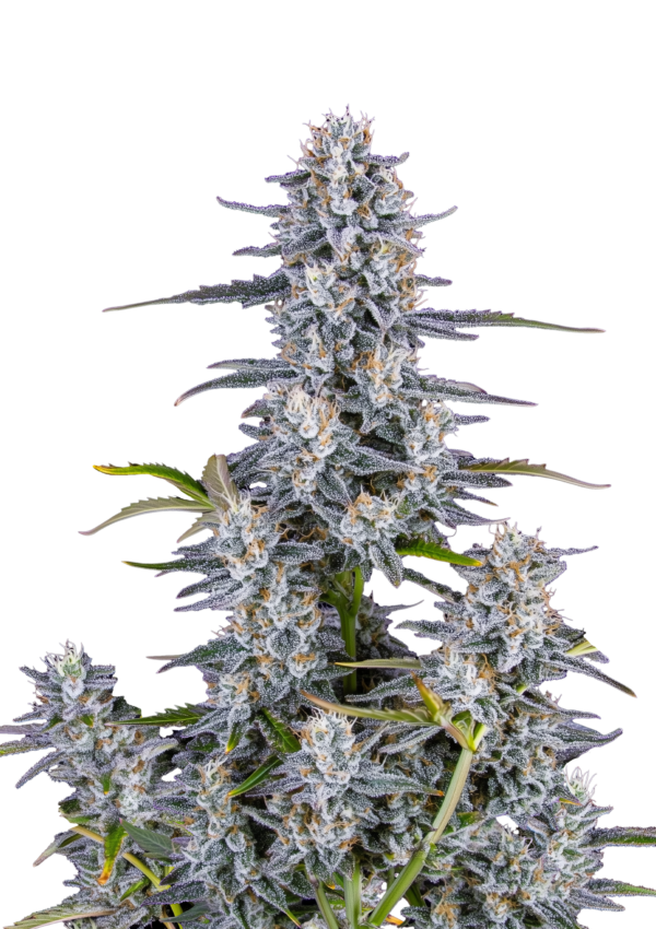 420 Fast Buds Super Boof AUTO