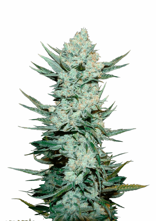 420 Fast Buds Tangie Matic