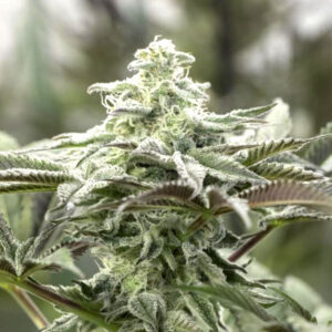 Humboldt Seed Organization Lemon Citron