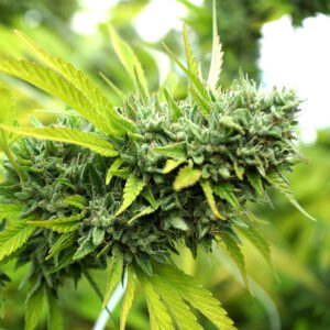 Humboldt Seed Organization Mango OG AUTO