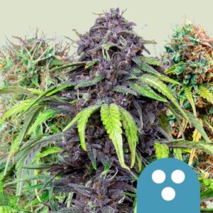 Royal Queen Seeds CBD Mix