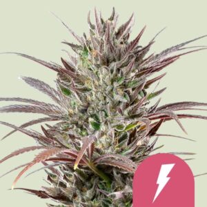 Royal Queen Seeds North Thunderfuck Usa Premium