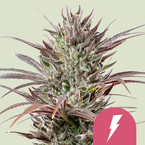 Royal Queen Seeds North Thunderfuck Usa Premium