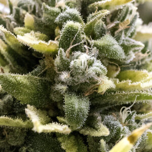 Humboldt Seed Organization OG Kush AUTO