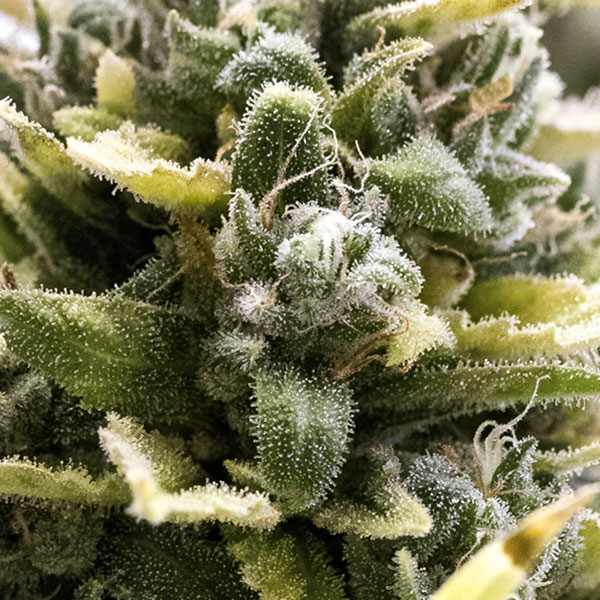 Humboldt Seed Organization OG Kush AUTO
