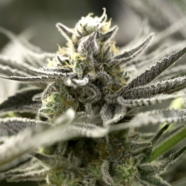 Humboldt Seed Organization Ogkz AUTO