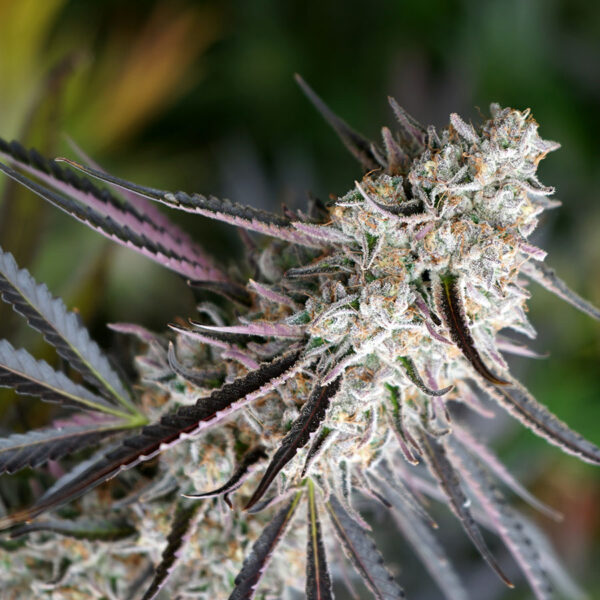 Humboldt Seed Organization Peanut Butter Breath Fast Flowering