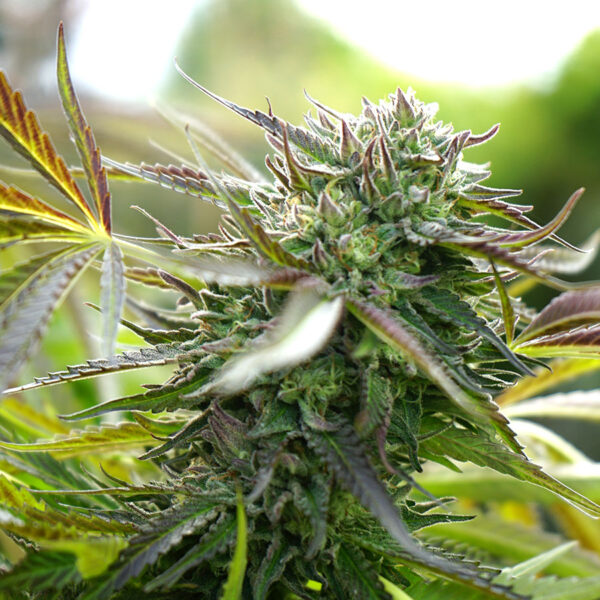 Humboldt Seed Organization Pineapple Chem AUTO