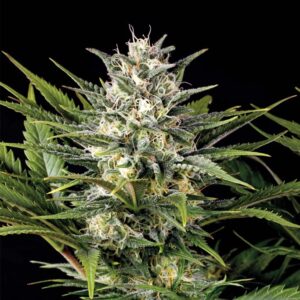 Humboldt Seed Organization Pineapple Skunk