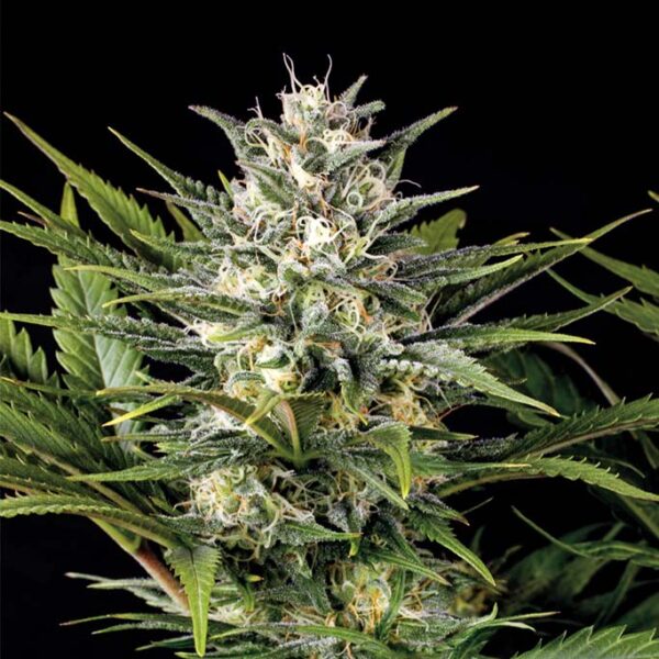 Humboldt Seed Organization Pineapple Skunk