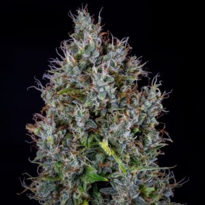 Mephisto Genetics Pink Panama Auto