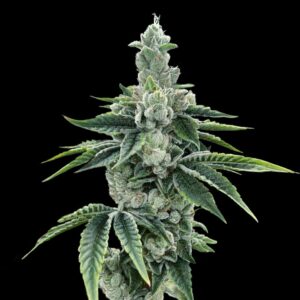 DNA Genetics Recon 2.0