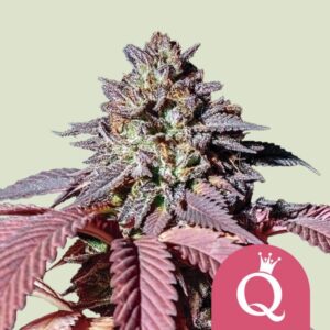 Royal Queen Seeds Purple Queen Usa Premium
