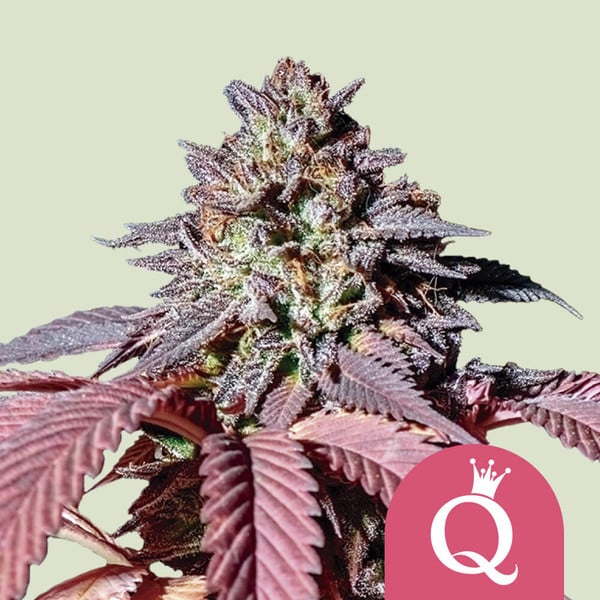 Royal Queen Seeds Purple Queen Usa Premium