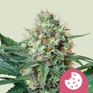 Royal Queen Seeds Royal Cookies Usa Premium