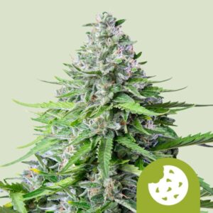 Royal Queen Seeds Royal Cookies Automatic Usa Premium